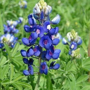 Meet your Posher, Lanette